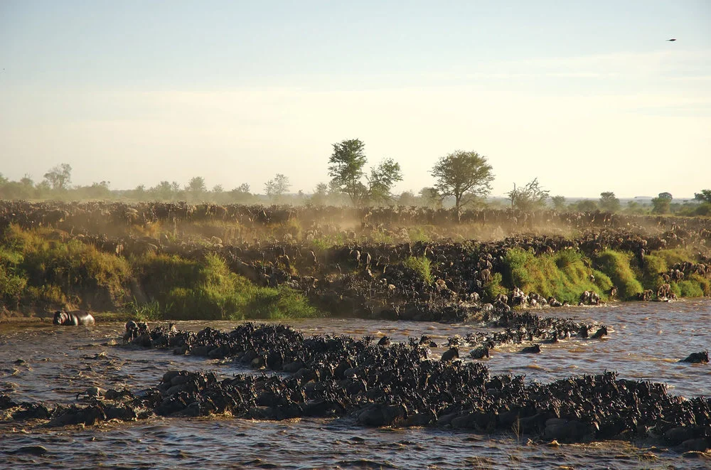 Safari Serengeti, Tarangire et Zanzibar en Français