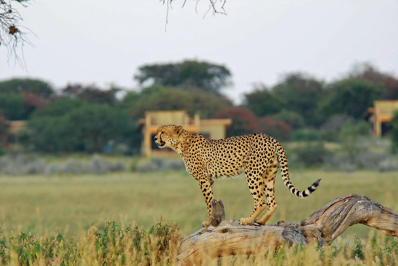 Kalahari Plains Camp