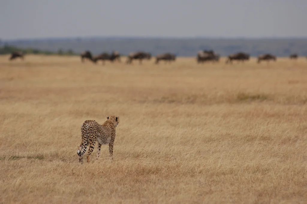 Nomad Lamai Serengeti