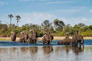 Safari à dos d'éléphant au Botswana