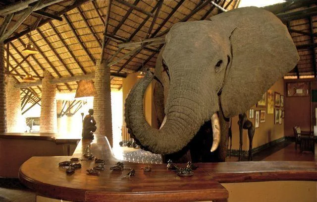 Vivez au milieu des éléphants