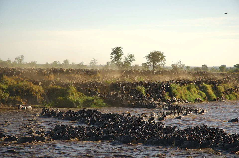 Safari Serengeti, Tarangire et Zanzibar en français