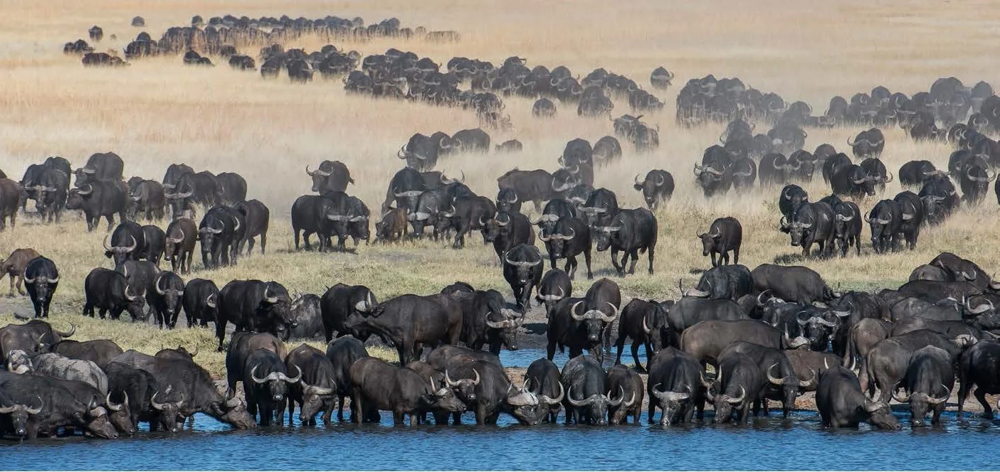 Parc National de Hwange