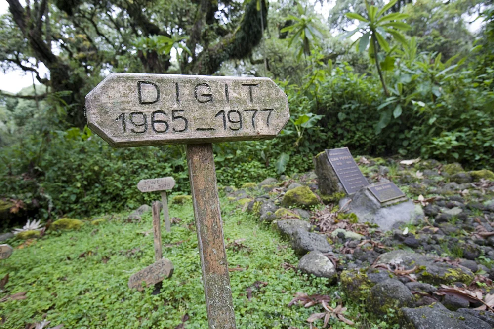 Visite de la tombe de Dian Fossey