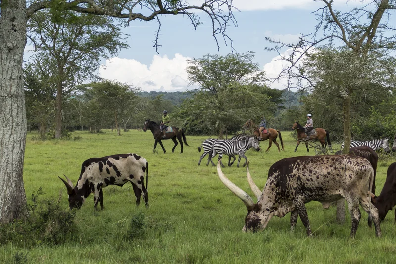 Safari à cheval en Ouganda
