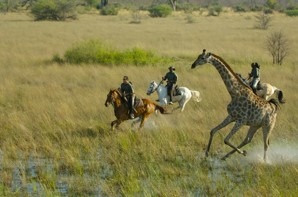 Safari à cheval au Botswana