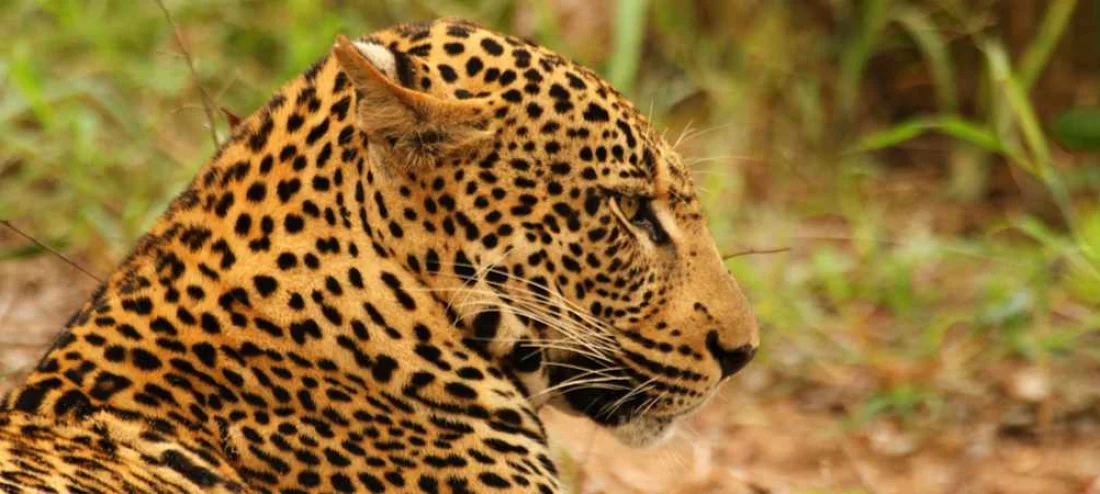 RockFig Safari Lodge