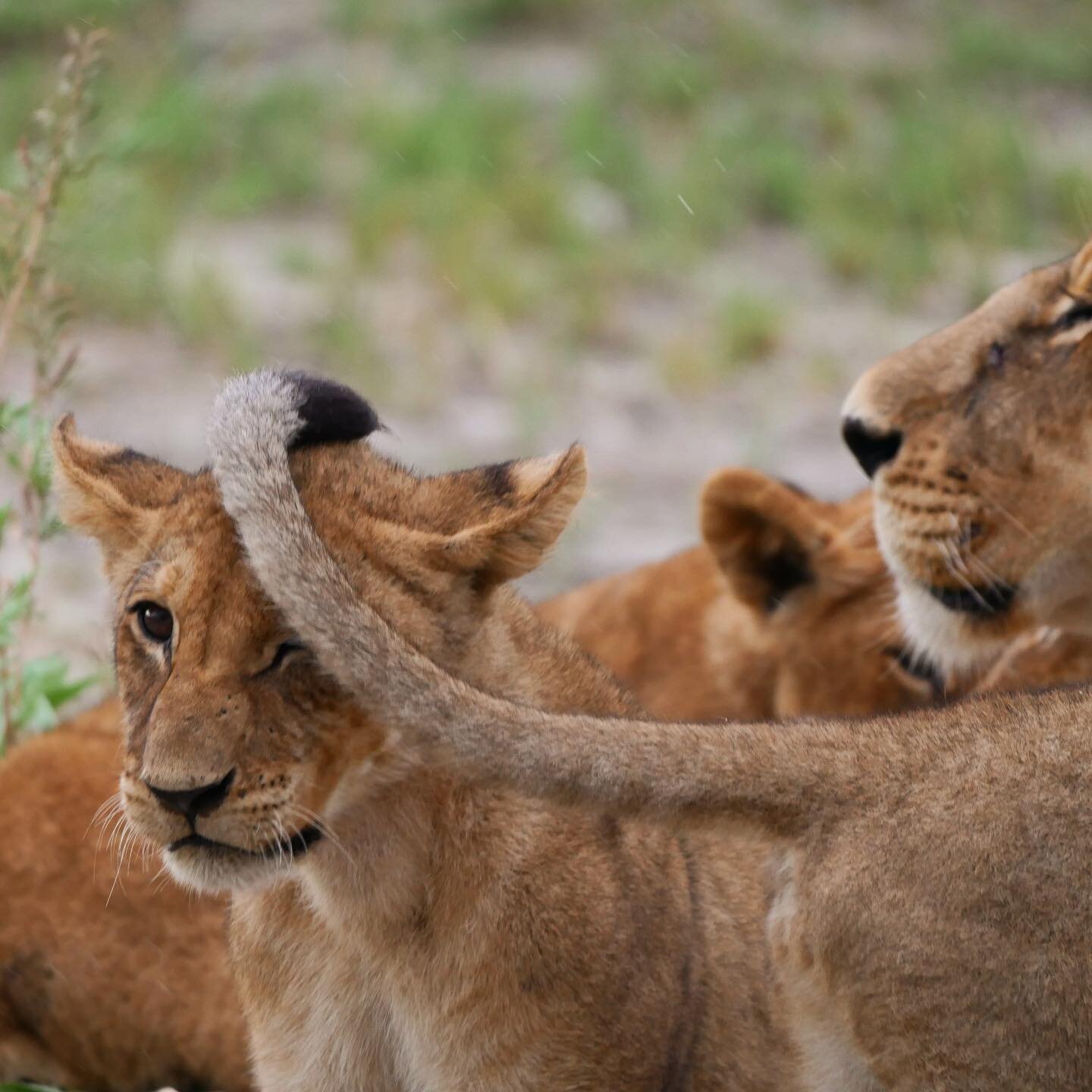 Family time
#lion #lionking #lions #familytime #family #famille #animals #animal #safari #luxurysafari #botswana #okavango #okavangodelta #wild #wildlife #wildernessculture #wildlifephotography #wildanimals #wildlifeonearth #wildlifeconservation #wil