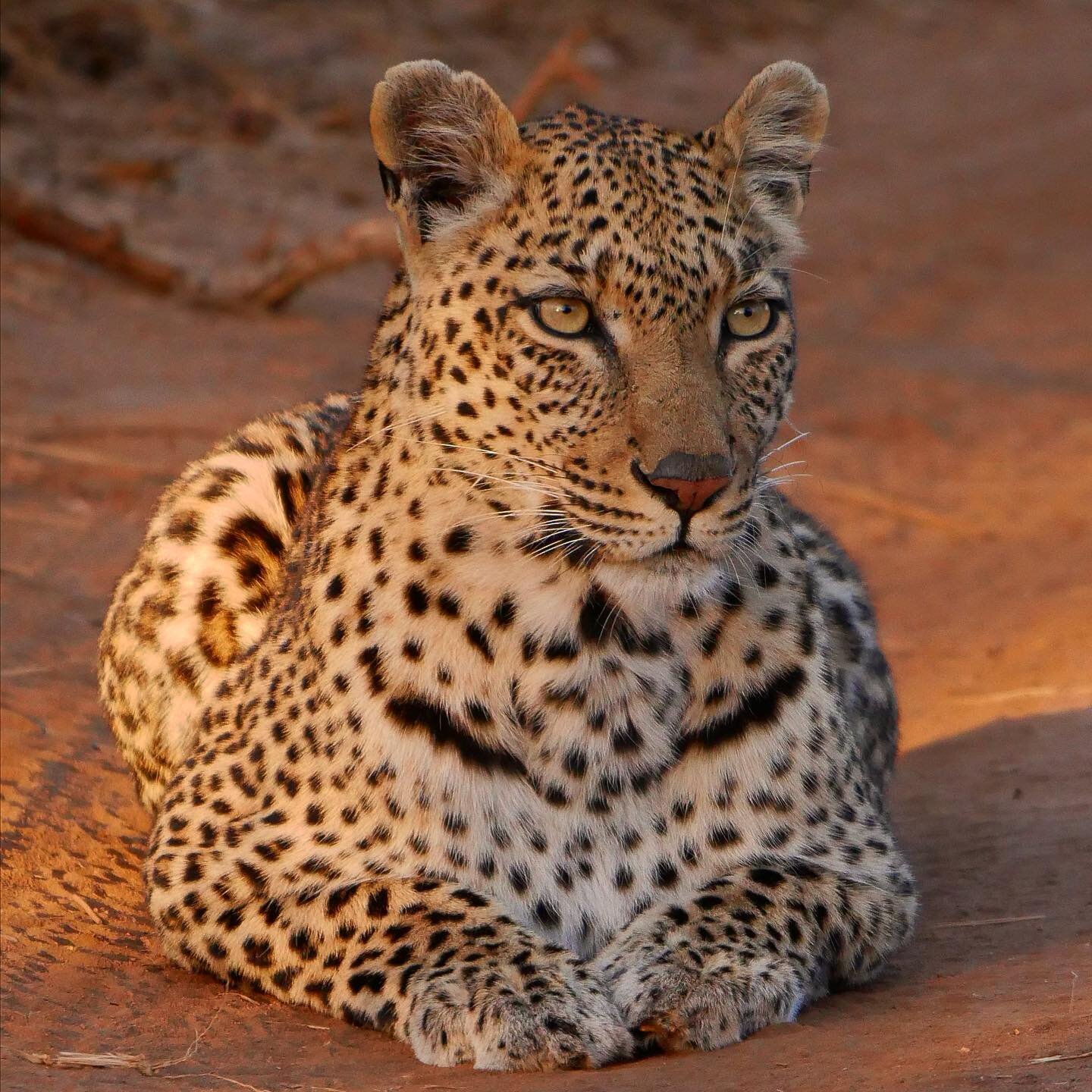 She&rsquo;s sexy and she knows it
#leo #leopard #leopards #leoparda #southafrica #afriquedusud #safari #luxurysafari #animals #animal #animalcrossing #animallovers #animallover #animalphotography #animalkingdom #animallove #animaladdicts #wildanimals