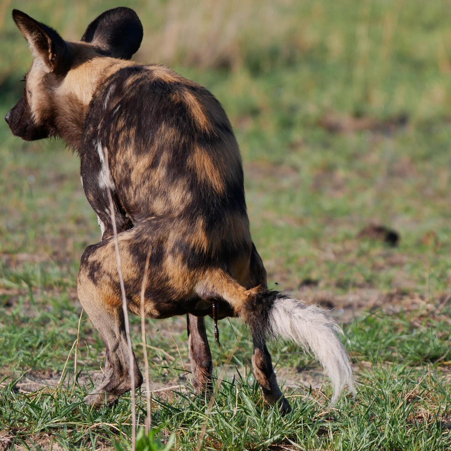 Wild dog - Botswana
#safari #safariphotography #luxurysafari #botswana #okavango #okavangodelta #funny #fun #funnydogs #animalcrossingnewhorizons #animalcrossing #animal #animals #wildanimals #wild #wildlife #wildlifephotography #wildlifeonearth #wil