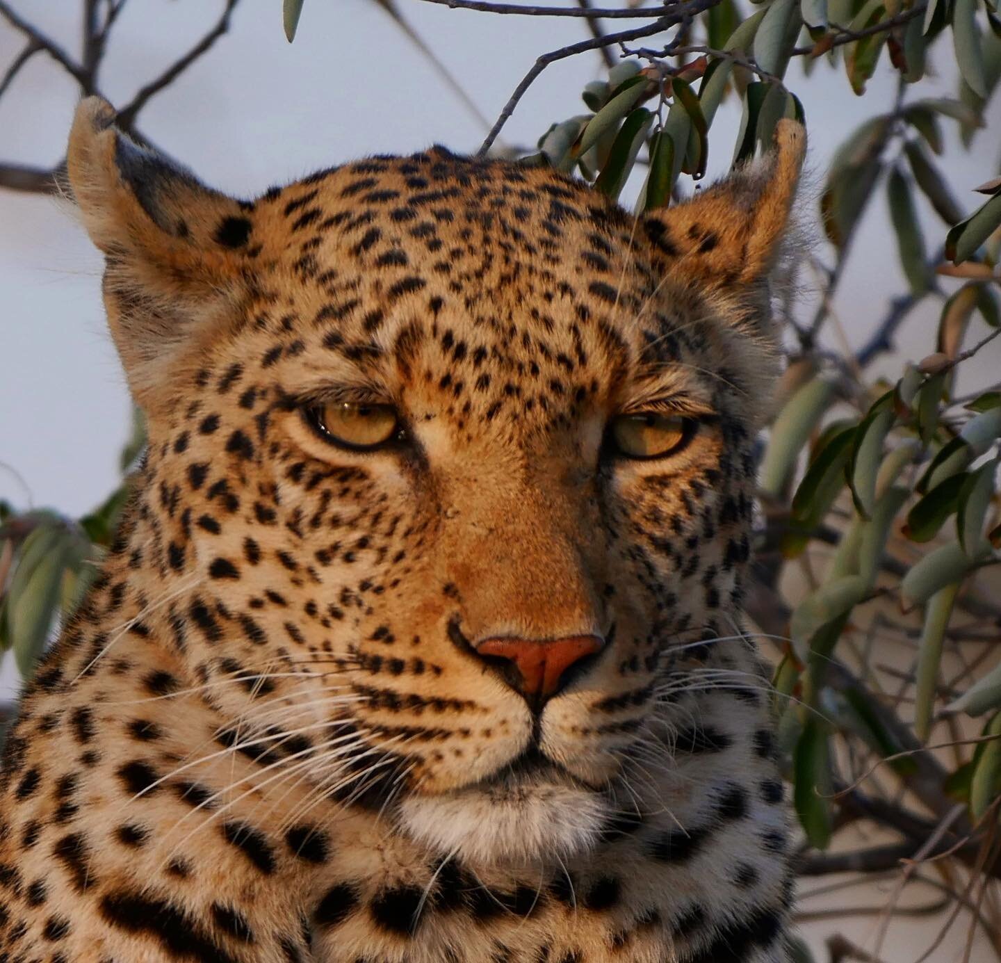 Leopard portrait
#leo #leopard #leopards #southafrica #afriquedusud #safari #safaris #luxurysafari #portrait #portraitphotography #animals #animal #animalcrossing #animallovers #animallover #animalphotography #animalsofinstagram #wildanimals #wild #w