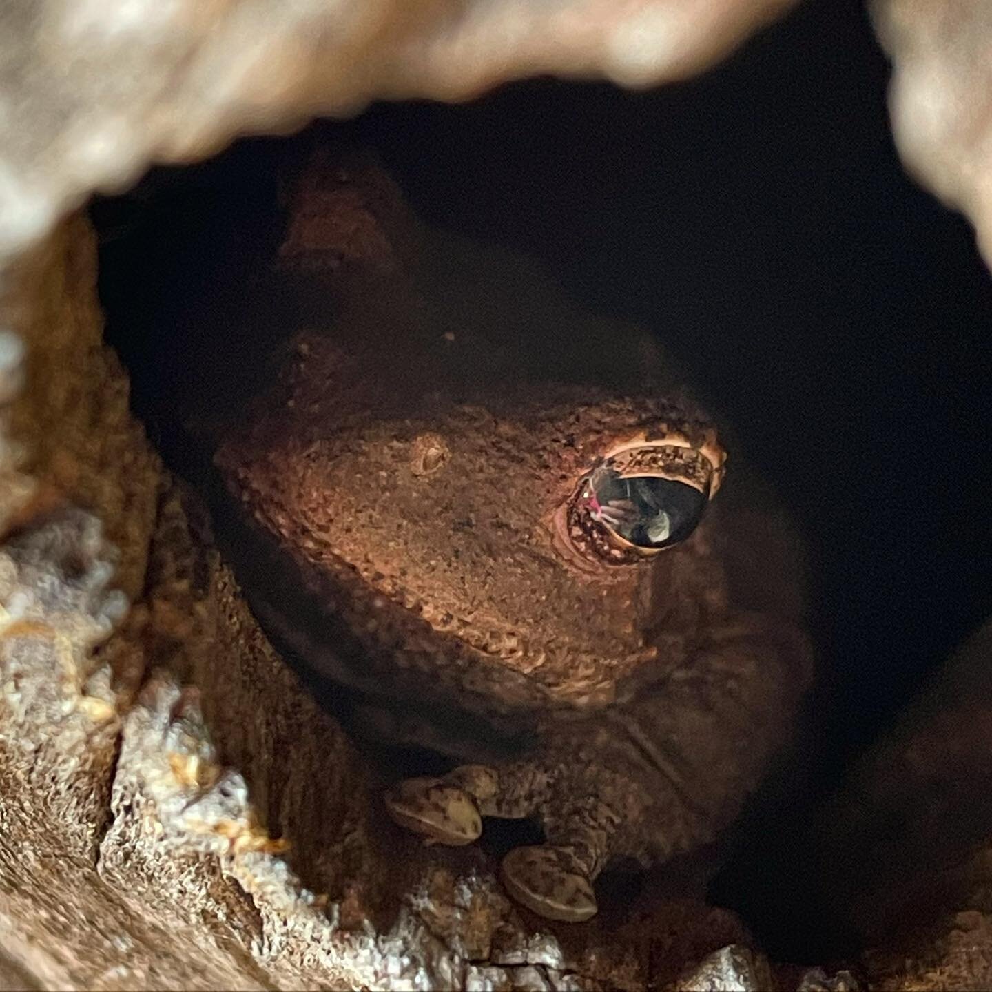 Frog in a tree 🐸 
#southafrica #afriquedusud #krugernationalpark #kruger #safari #luxurysafari #frog #frogs #grenouille #tree #trees #arbre #arbres #wild #wildlife #wilderness #animals #animal #animallovers #animalcrossingnewhorizons #animallover #a