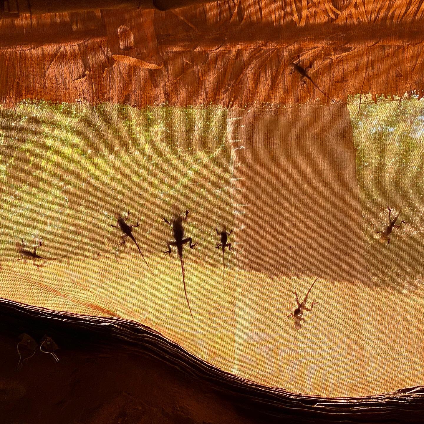 Gecko time
#gecko #geckos #wild #wildlife #wildlifephotography #wildanimals #animalcrossing #animal #animals #animallovers #animallover #ombreschinoises #chineseshadows #lezard #kenya #samburu #safari #luxurysafari #lodge #forest #foret #wildlifeonea