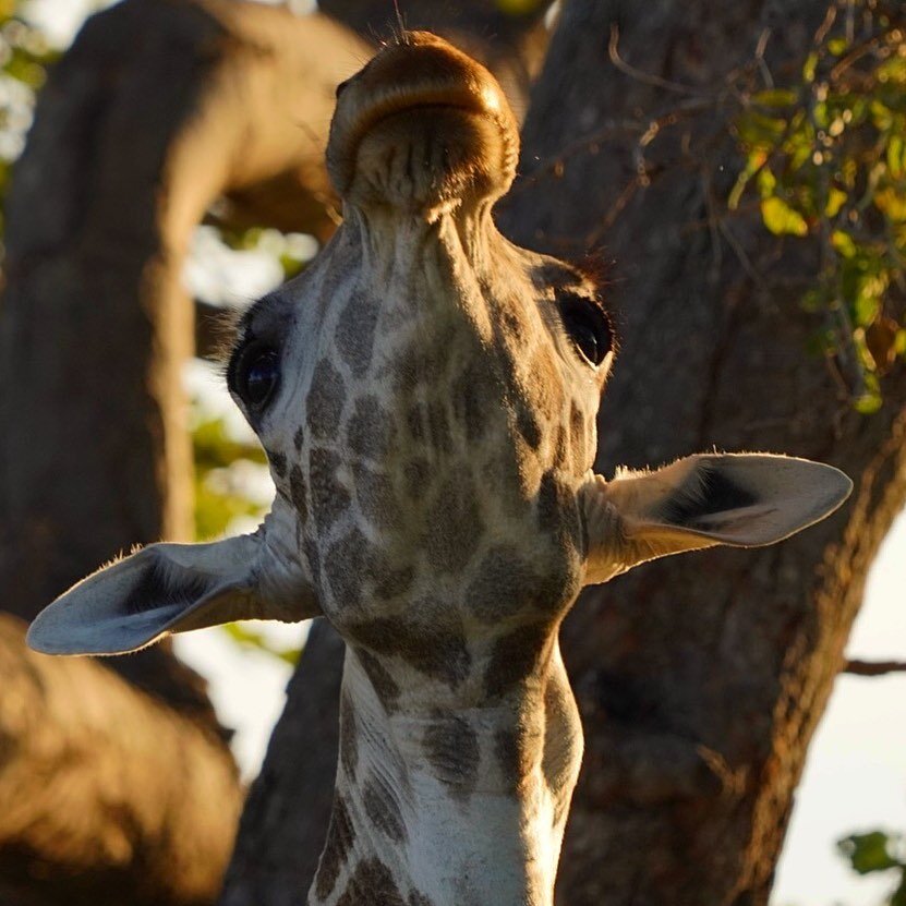 Up side down
#giraffe #giraffes #southafrica #afriquedusud #kruger #timbavati #animals #animalcrossingnewhorizons #animalcrossing #animal #animallovers #animallover #animalphotography #animalsofinstagram #animalkingdom #animalplanet #wild #wildlife #