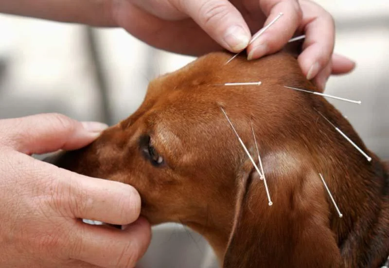 Acupuncture 2.jpg