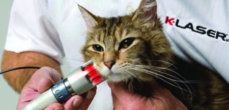 Shaker Square Animal Hospital