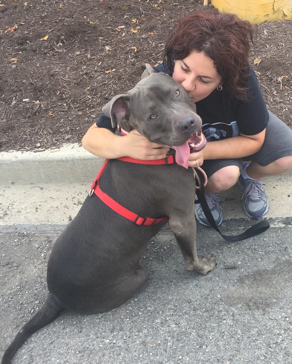 nick ferraro south hills pet rescue