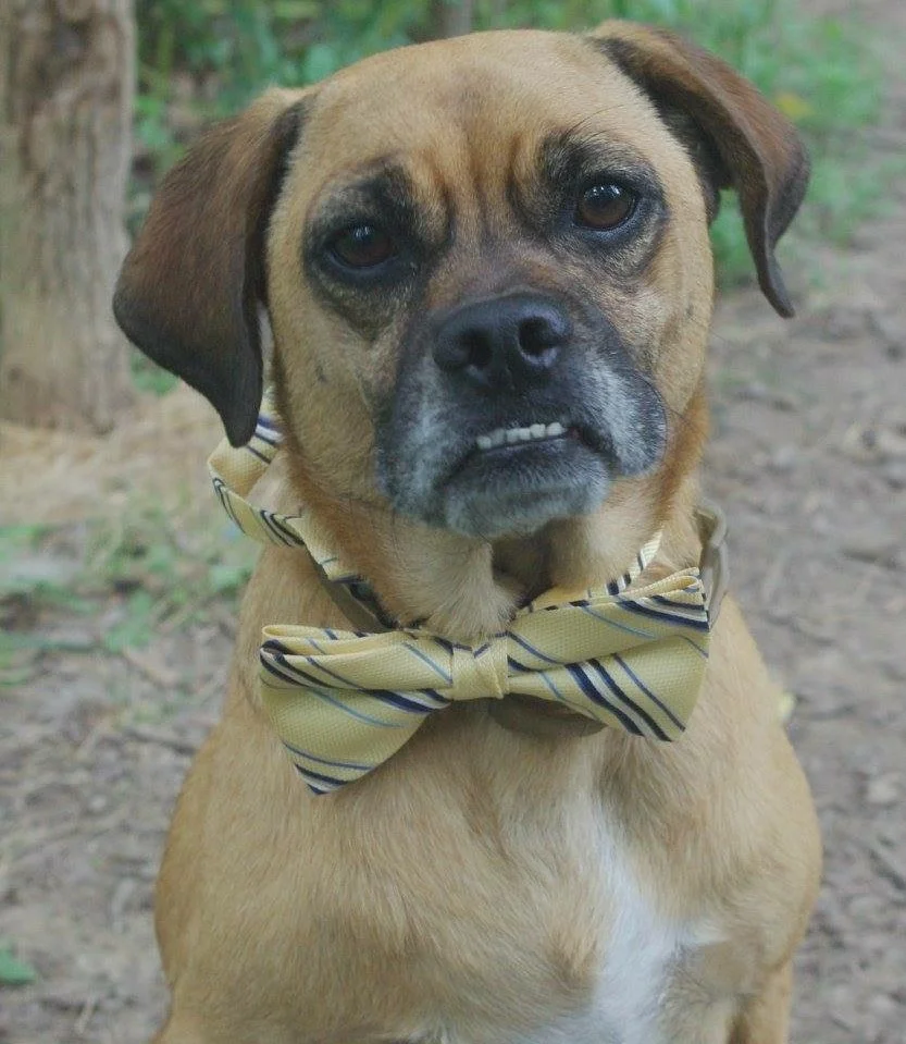 dog in bowtie.jpg