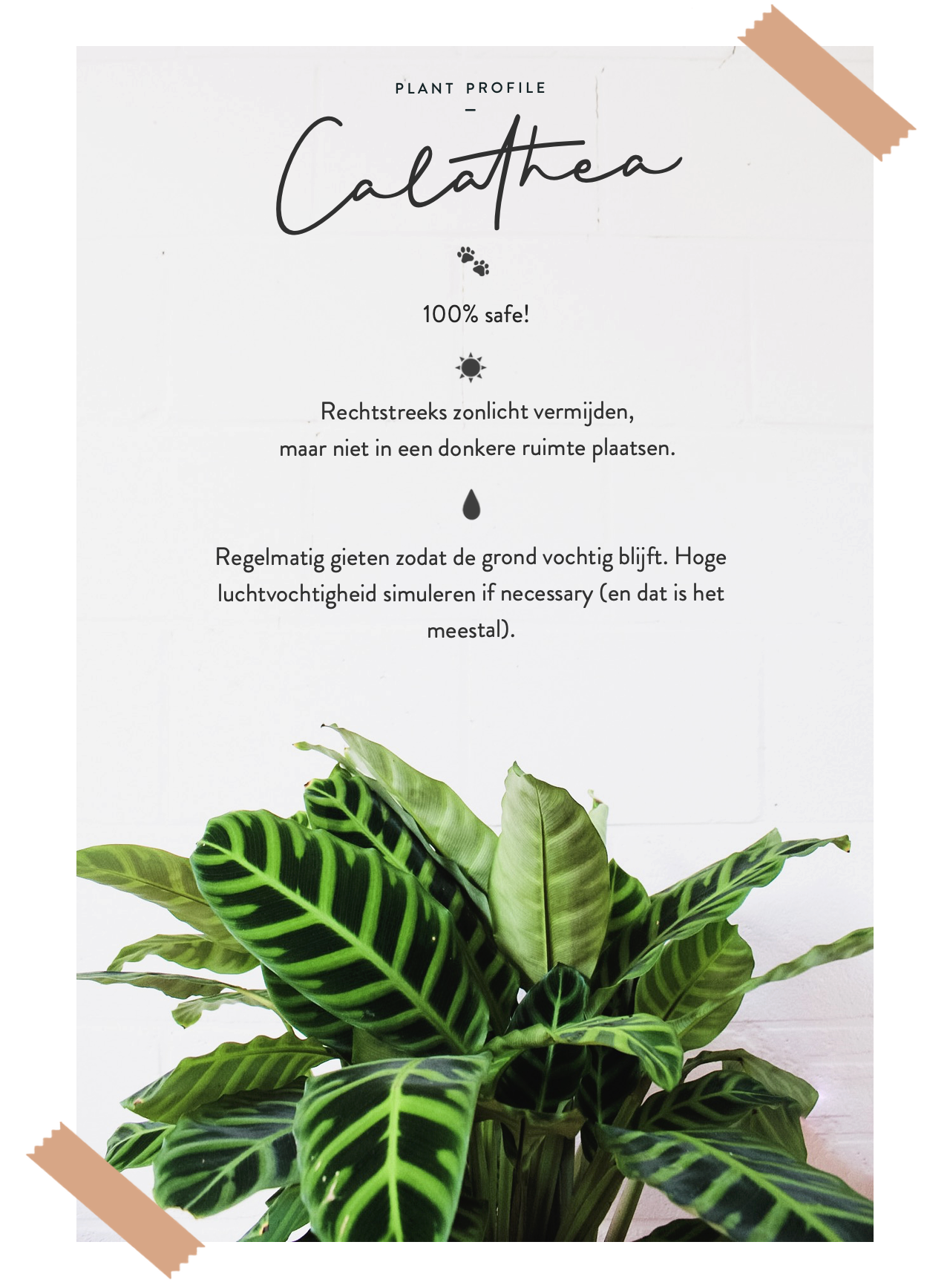 PlantFile_Calathea.png