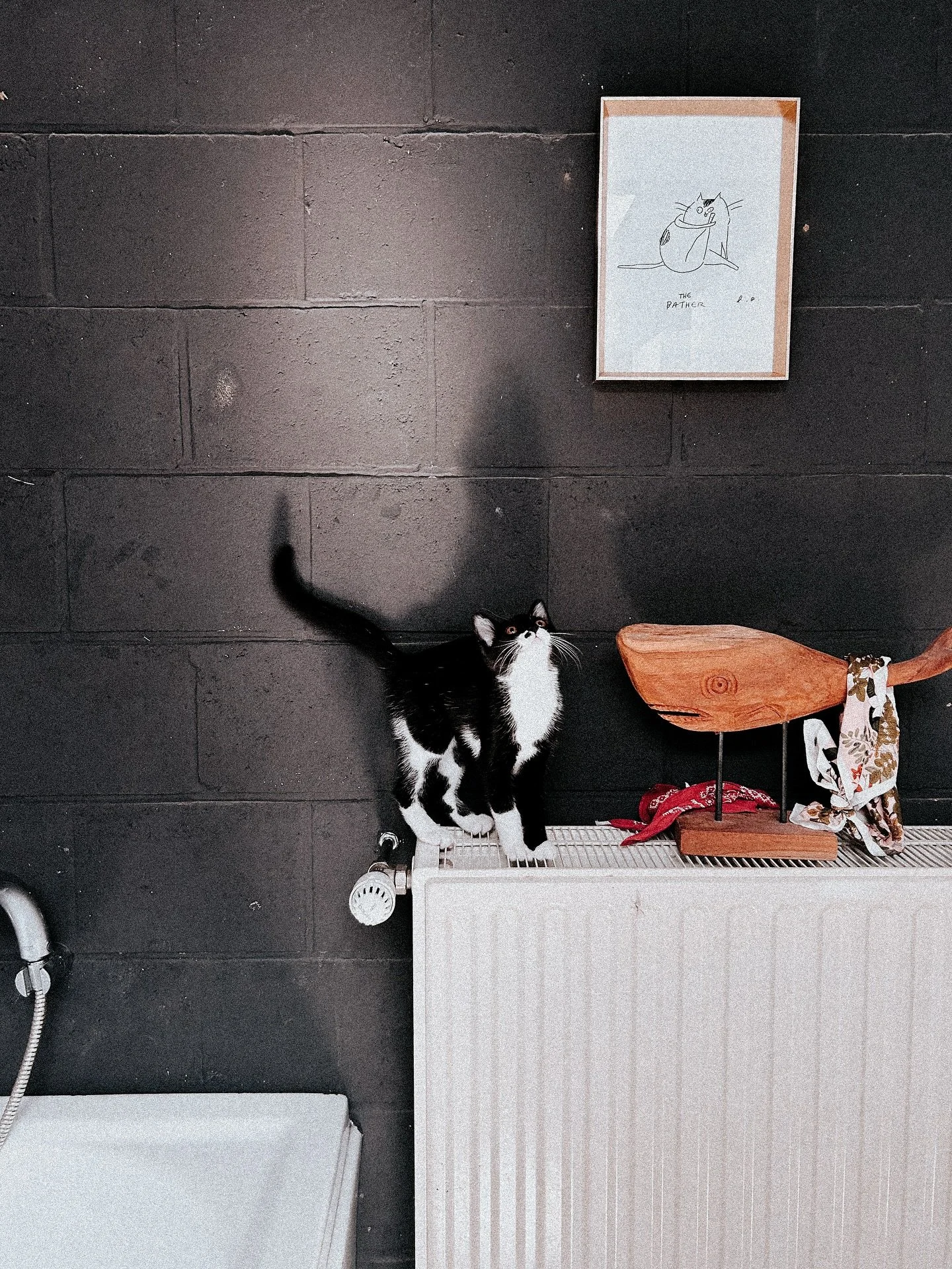 One whole week met deze twee extra spinollen in huis. Introductions are made op de blog. ฅ^&bull;ﻌ&bull;^ฅ ฅ^&bull;ﻌ&bull;^ฅ