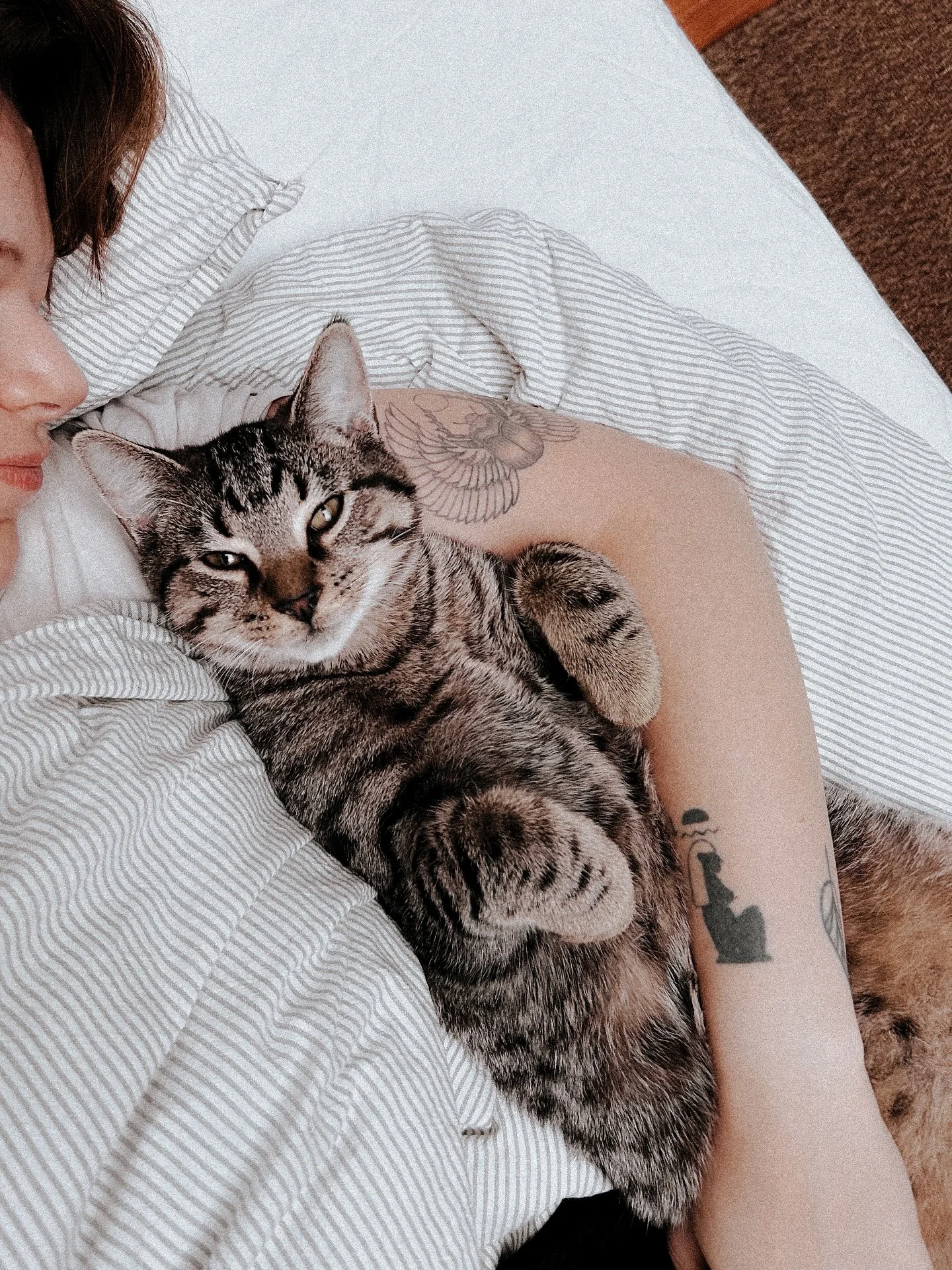 POV you&rsquo;re having the perfect sunday morning. 

(Kitten update: Jones is een knuffelaar &amp; I&rsquo;m here for it. That is all. ✌️)