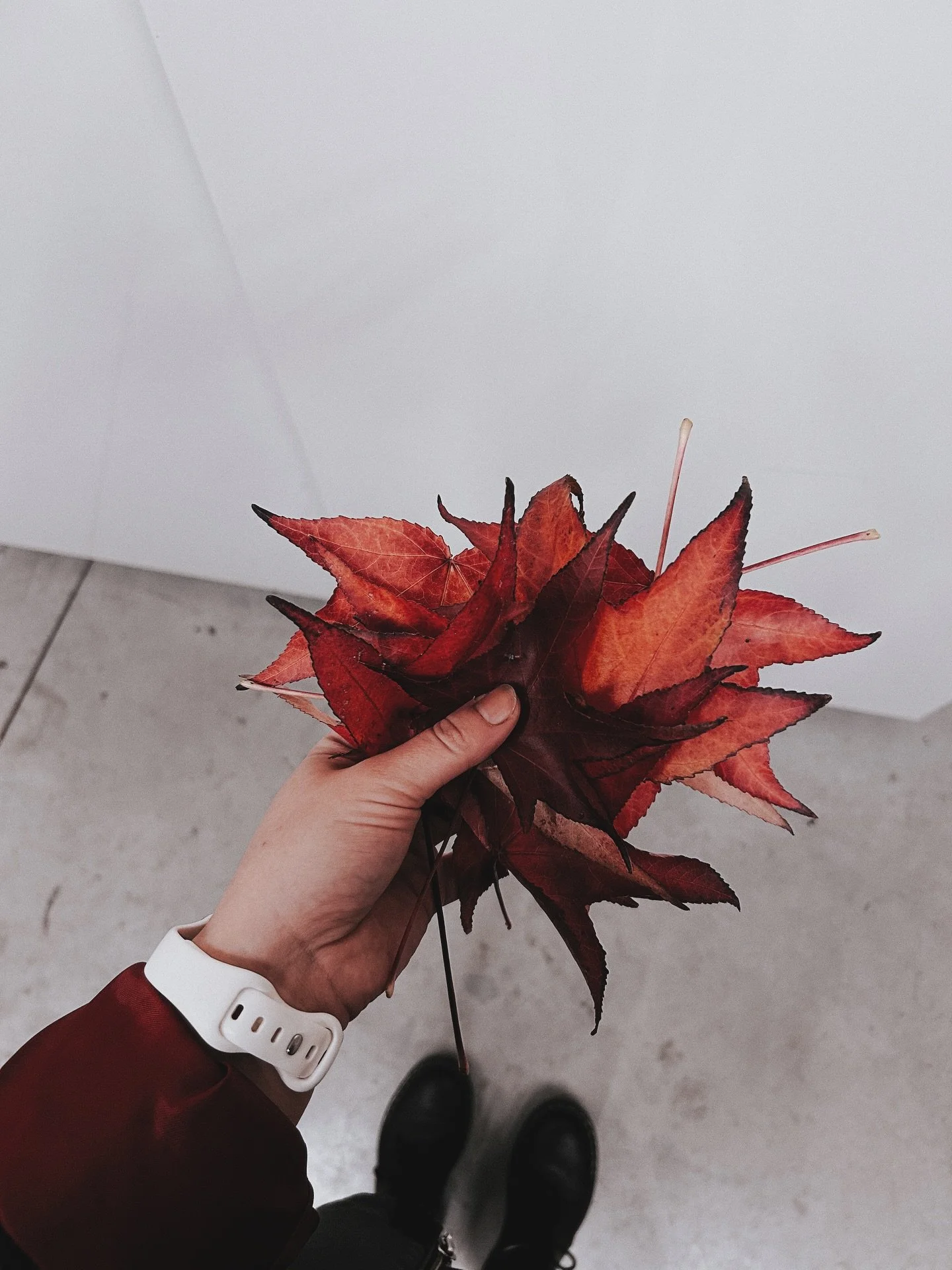 Never not gathering herfstschatten. 🍁 

(Snel, allen naar de Potiau voor ze allemaal weggeblazen worden door onzen Benji.)