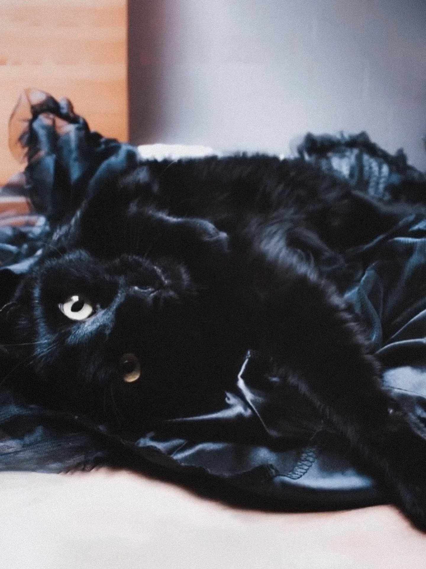 Deze witch verloor twee dagen voor Halloween haar already legendary familiar. Geen standaard playlist- of andere clich&eacute; post ter gelegenheid van mijn doorgaans favoriete feestdag, dus. Wel a whole lot of feelings, &eacute;n een tribute to Stru