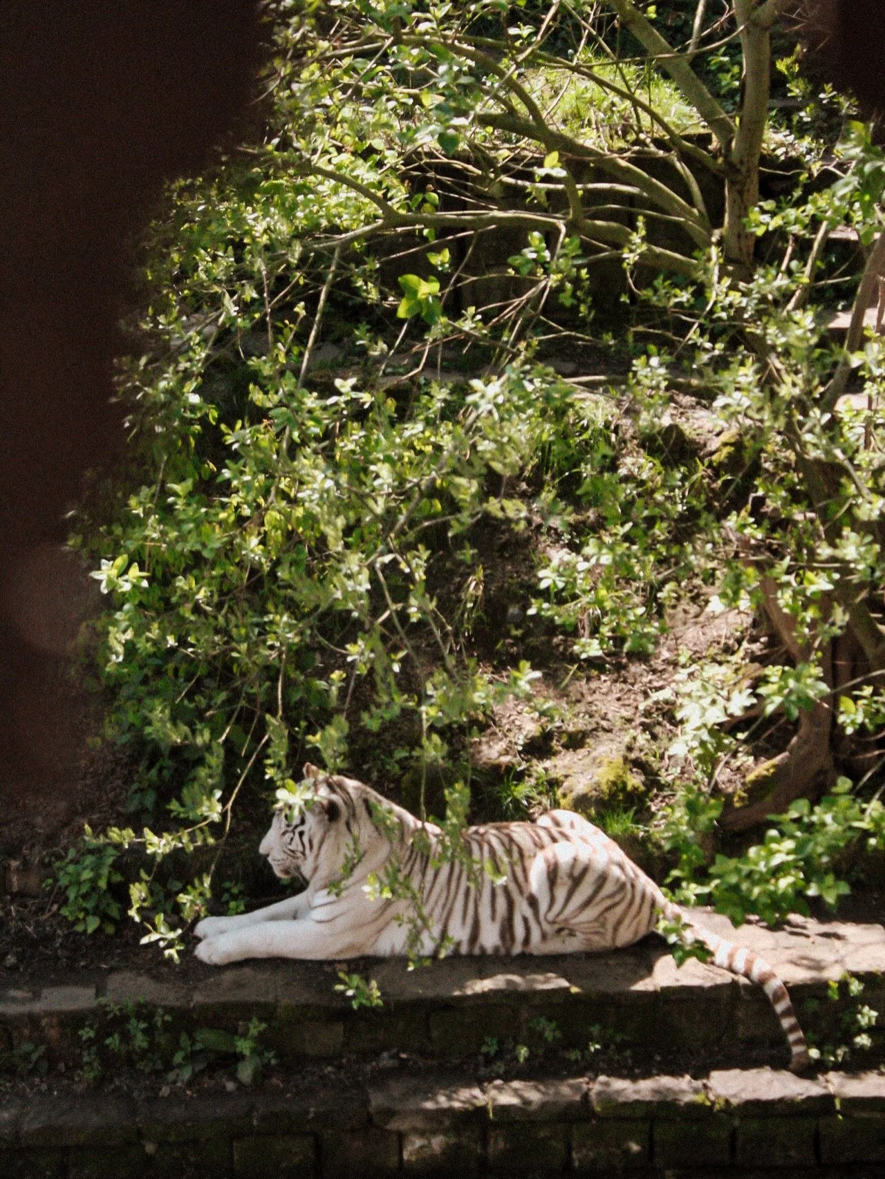 Raccoon/majestic feline fix = received.