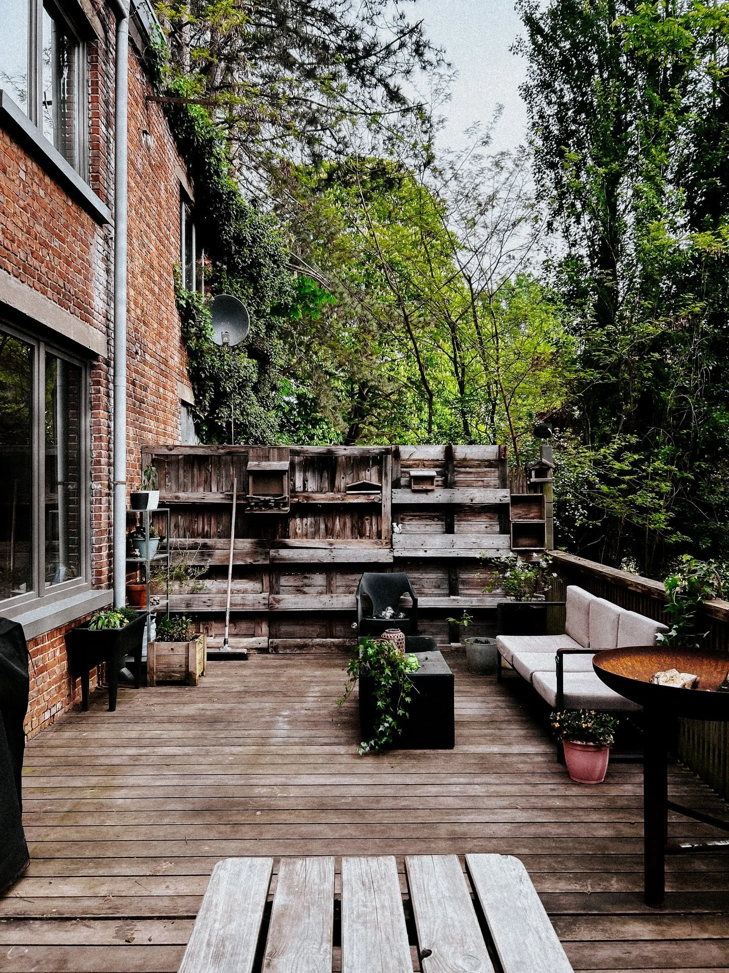 Little back porch/garden/wilderness update. 🪴🪻🌱