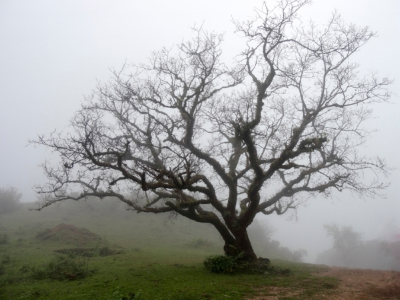 trees-in-the-landscape-in-the-fog-india small .png