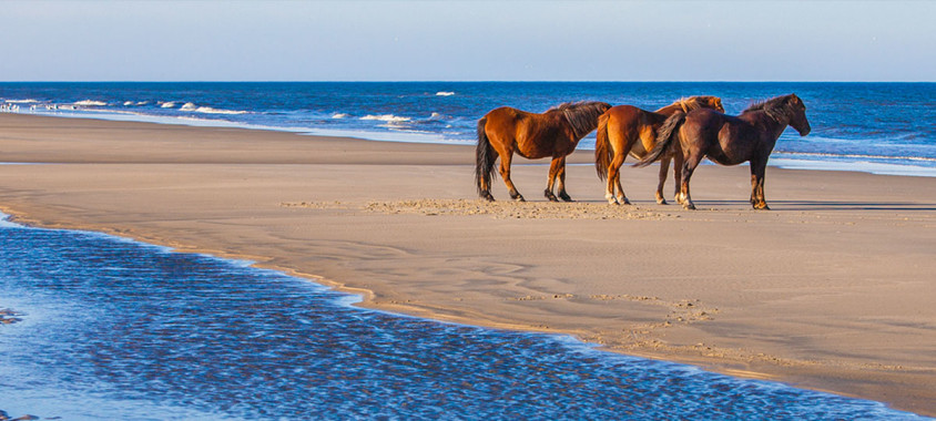 Wild Horses on the Beach at Corolla, NC.