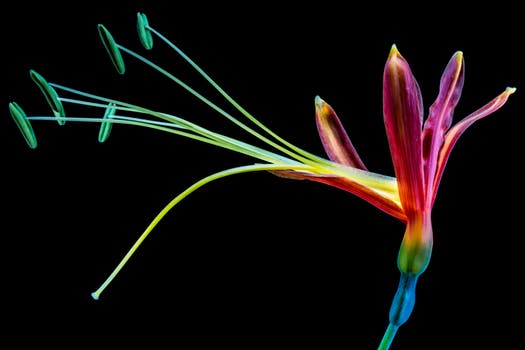flower-blossom-bloom-colorful-57463.jpeg