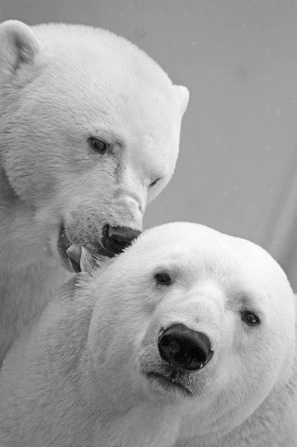 polar-bear-196317_640.jpg