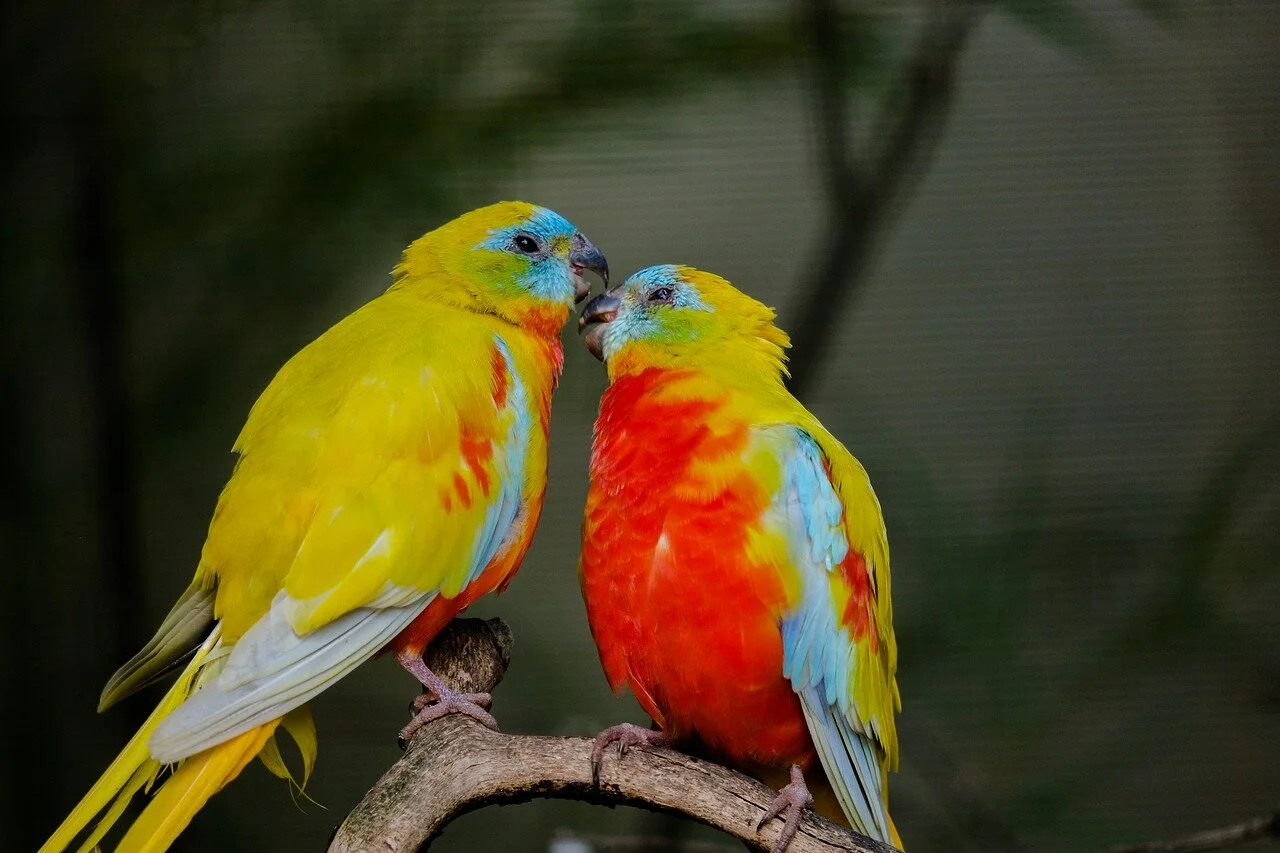 beautiful-parakeet-5392861_1280.jpg