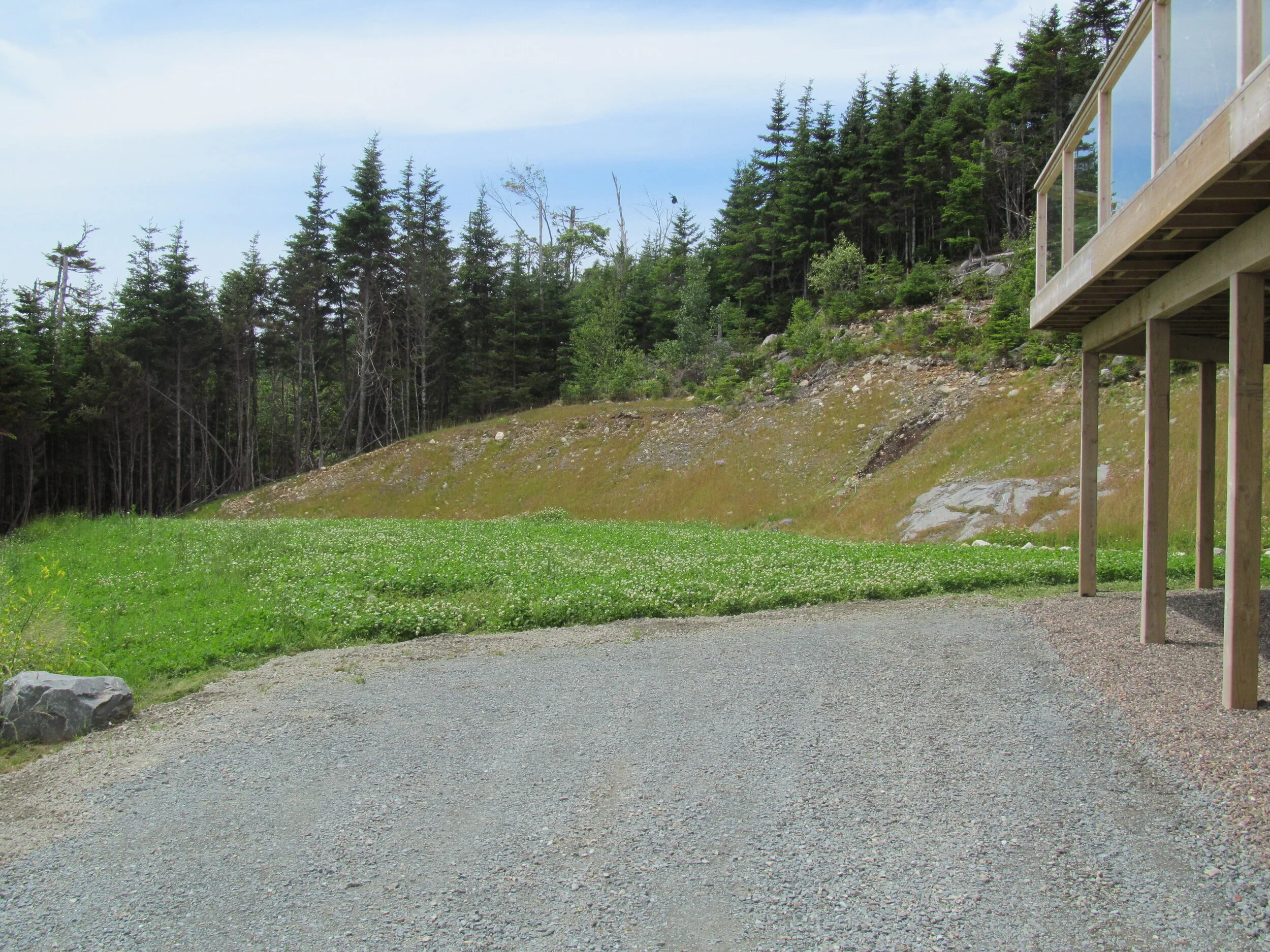 lower side yard planted origninally with clover IMG_1192.JPG