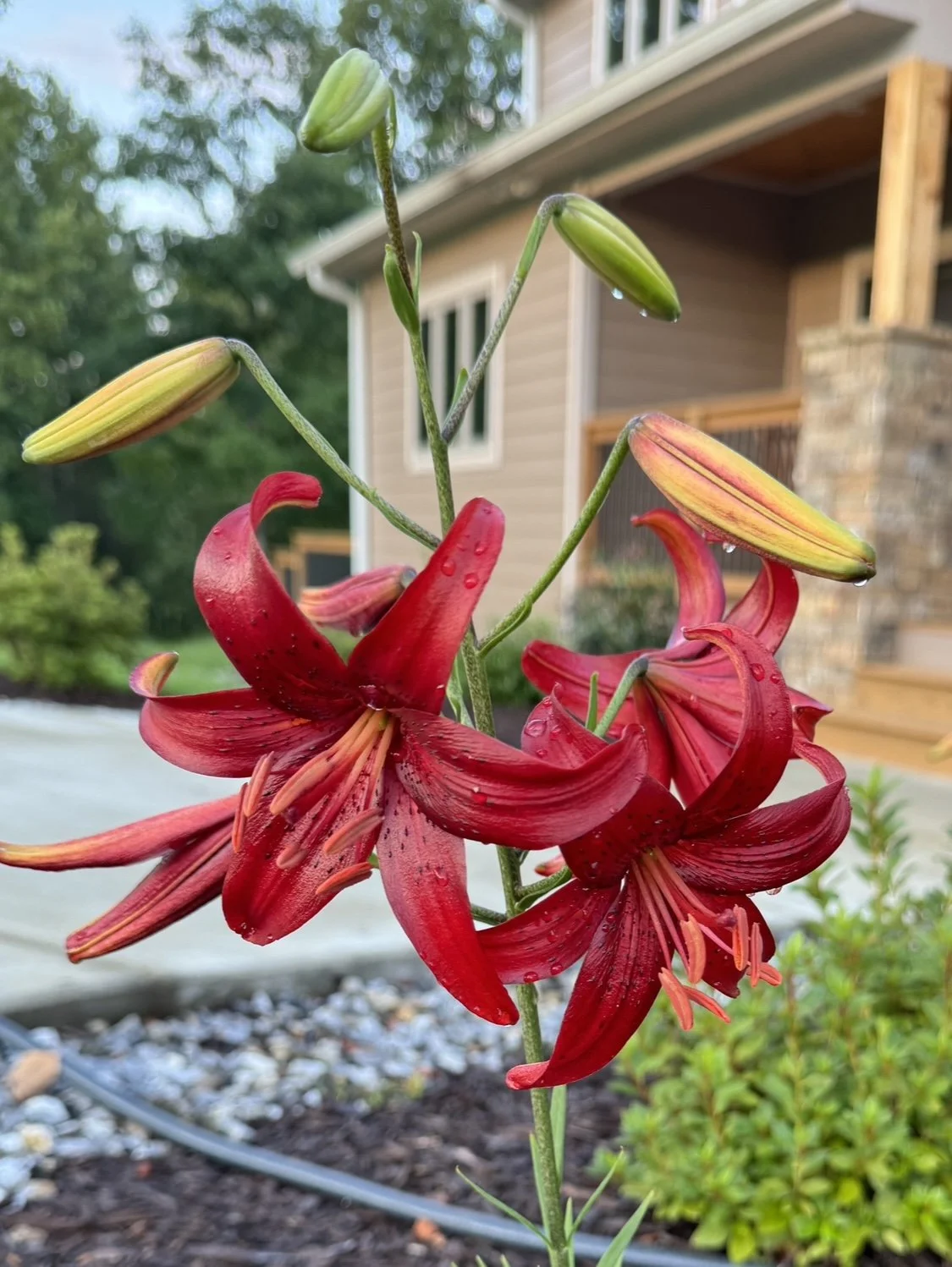 Asian lily bloomingIMG_0414.jpg
