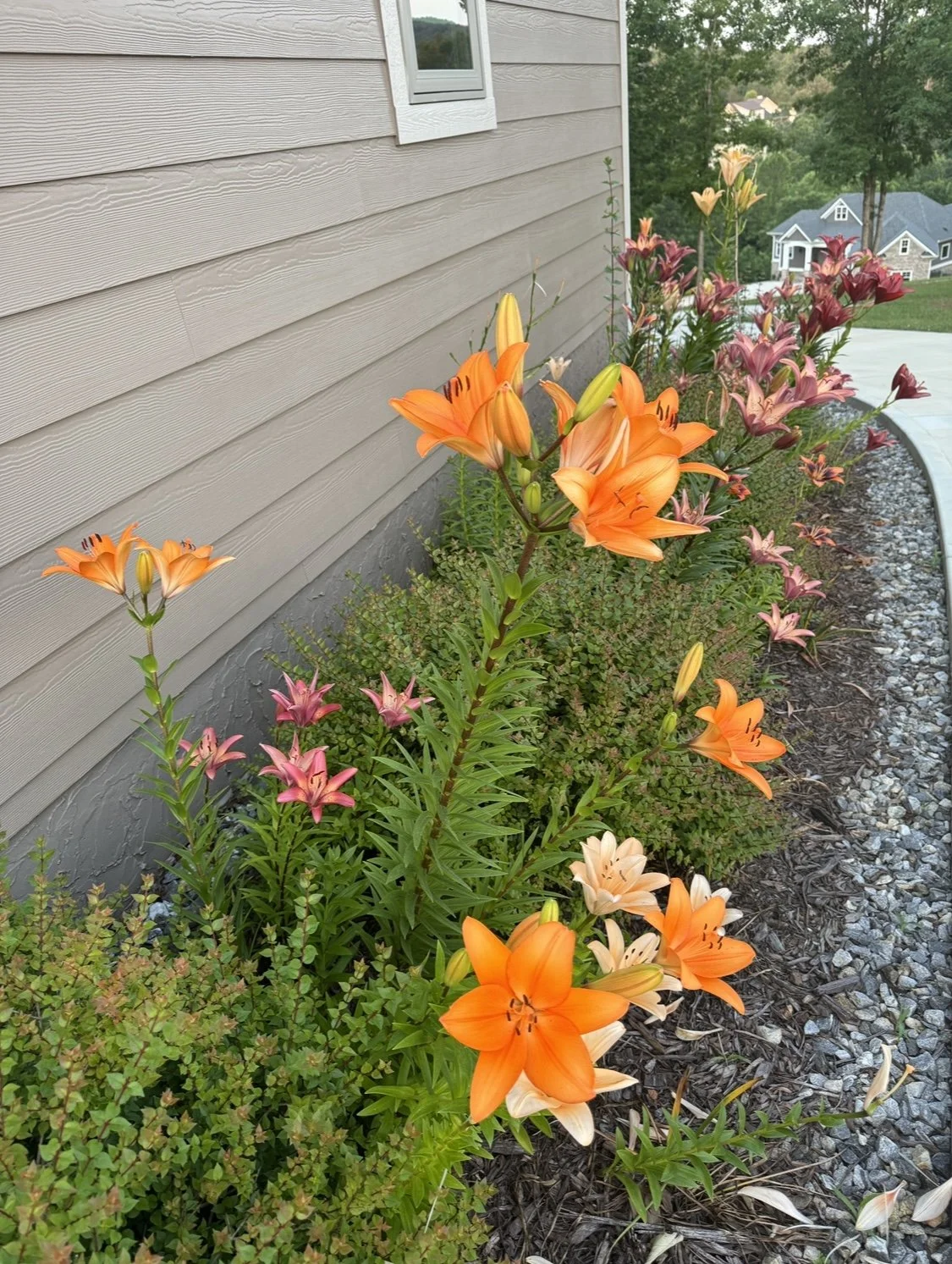 side garden IMG_0440.jpg