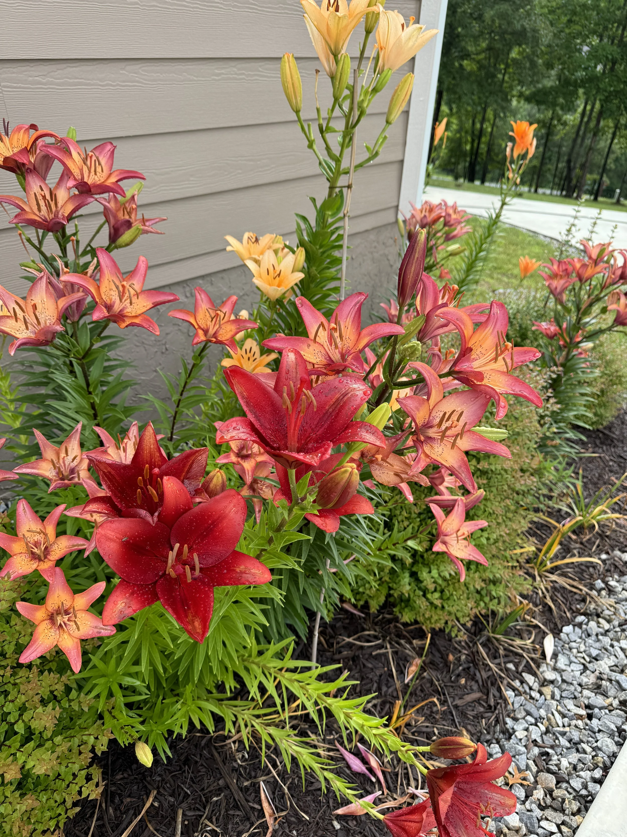 lilies   IMG_2018.JPG