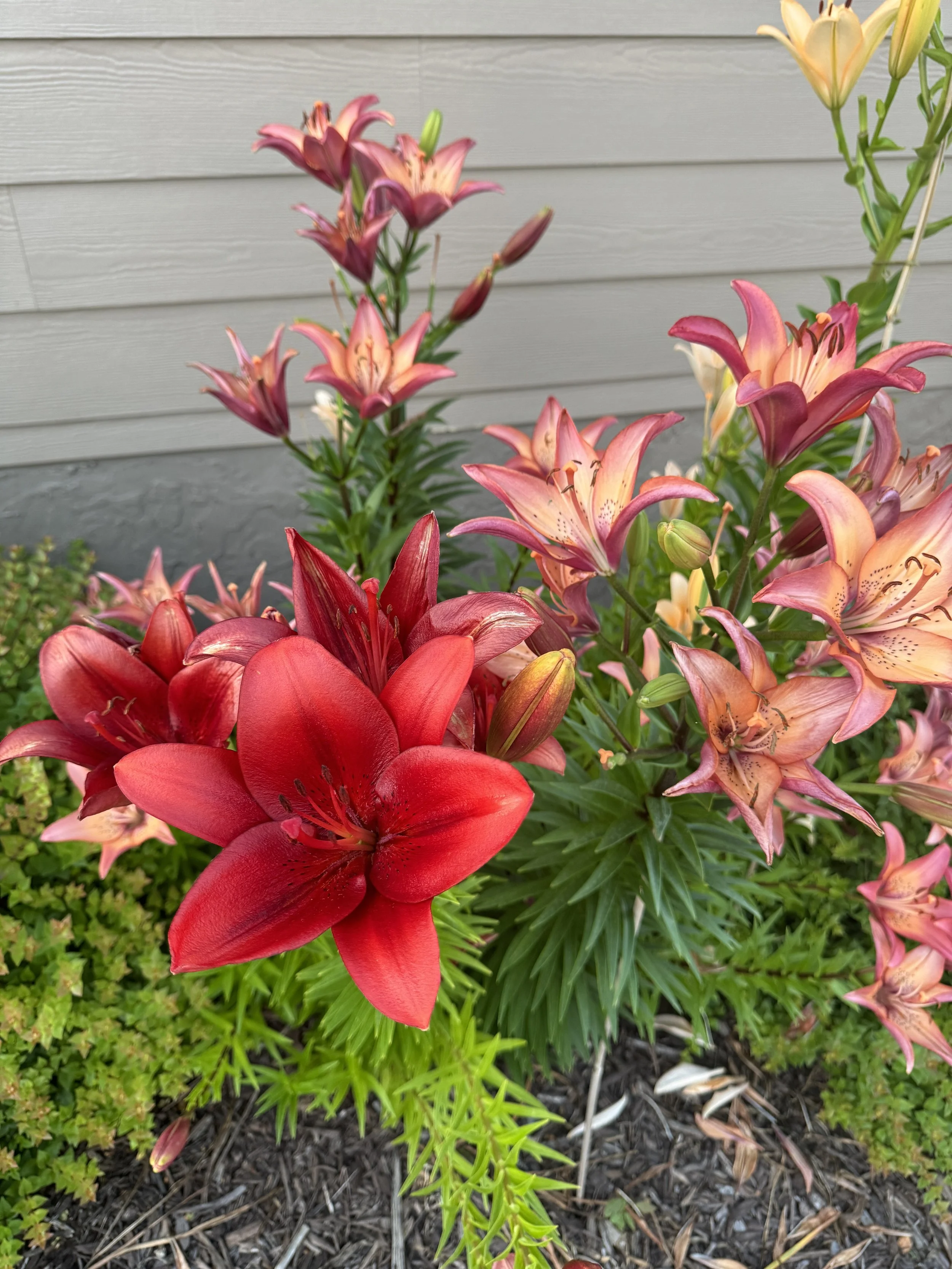 lilies 4 IMG_2194.JPG