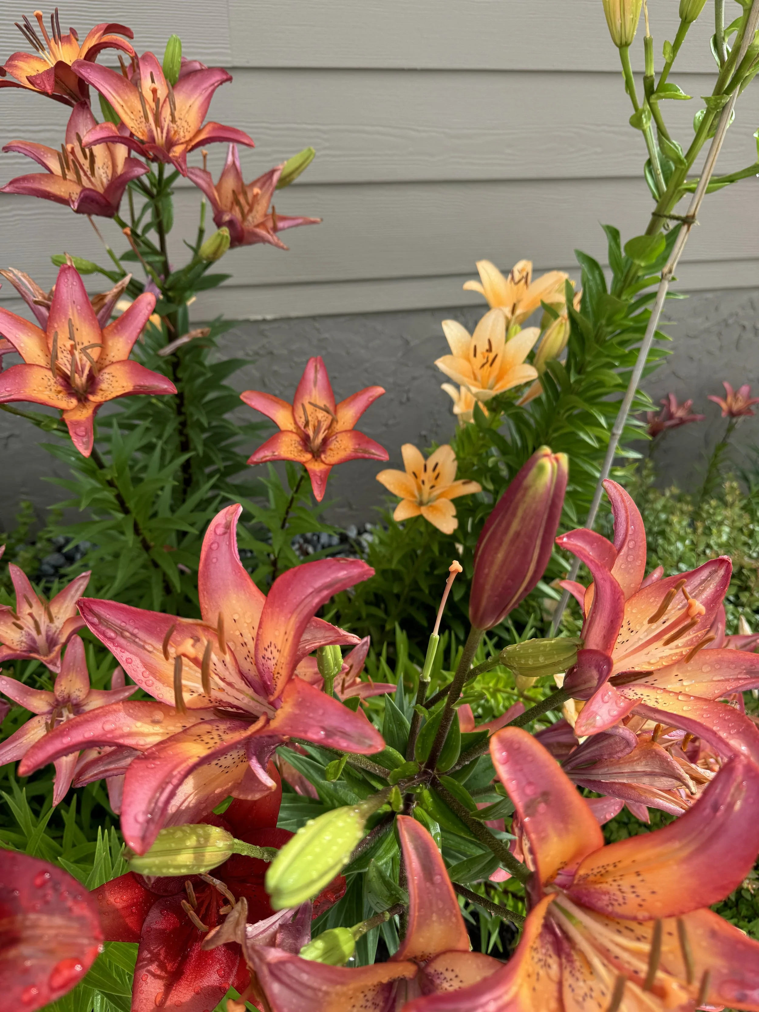 lilies 2 IMG_2017.JPG