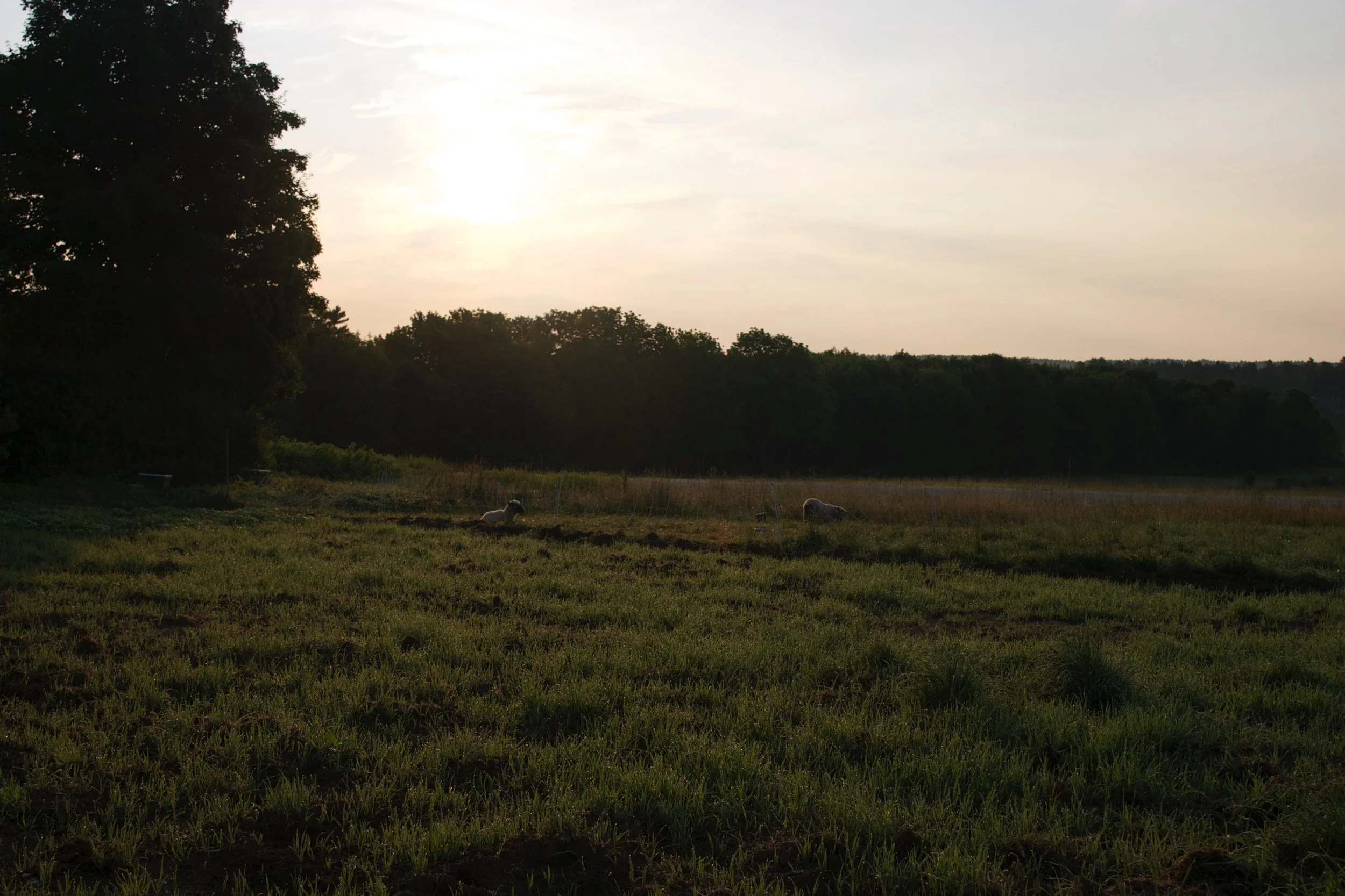 Dinner with our Farmers to Benefit MOFGA