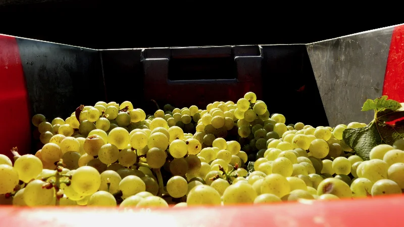 Mother's Day Lunch & Castello di Ama Wine Dinner