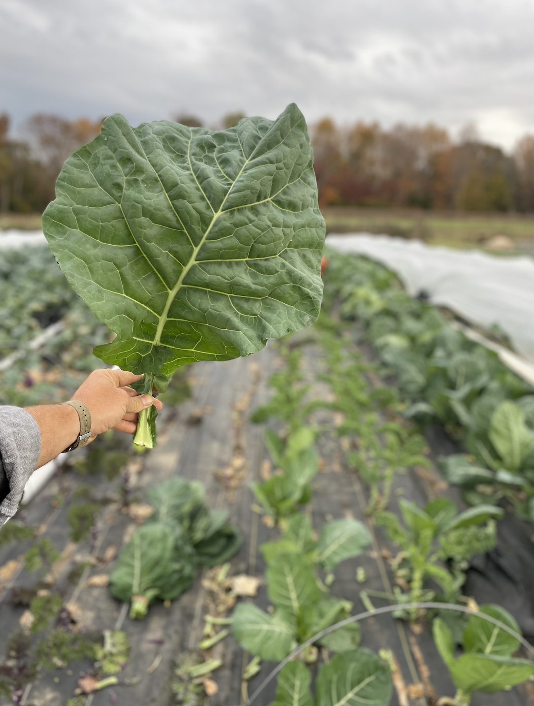 Screen Shot 2023-11-12 at 5.45.32 PM.png