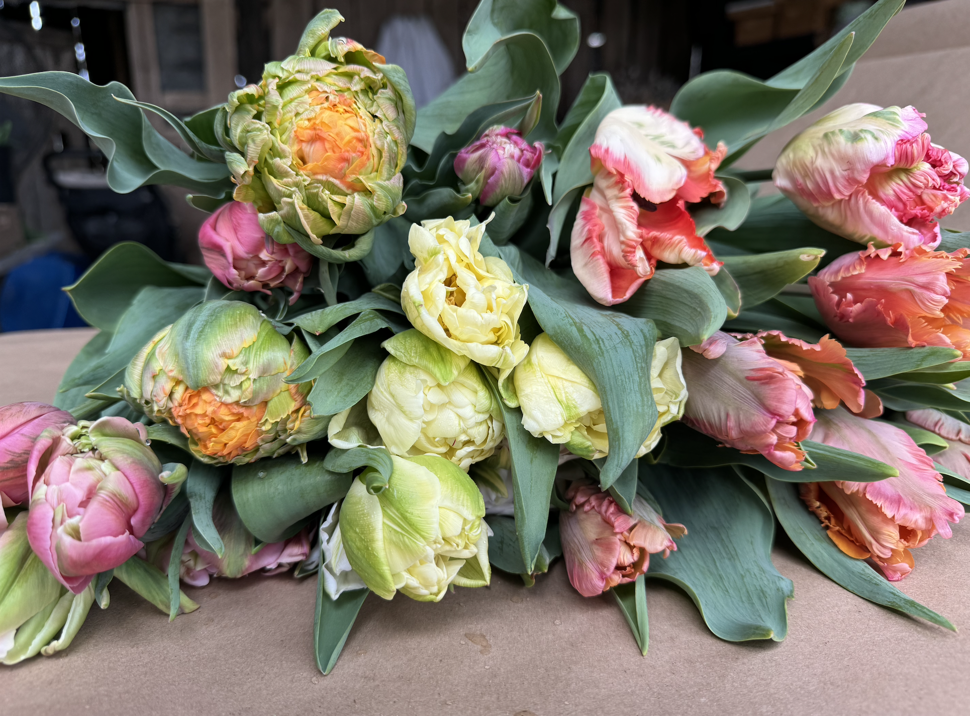 Screenshot 2025-01-12 at 3.56.14 PM.png