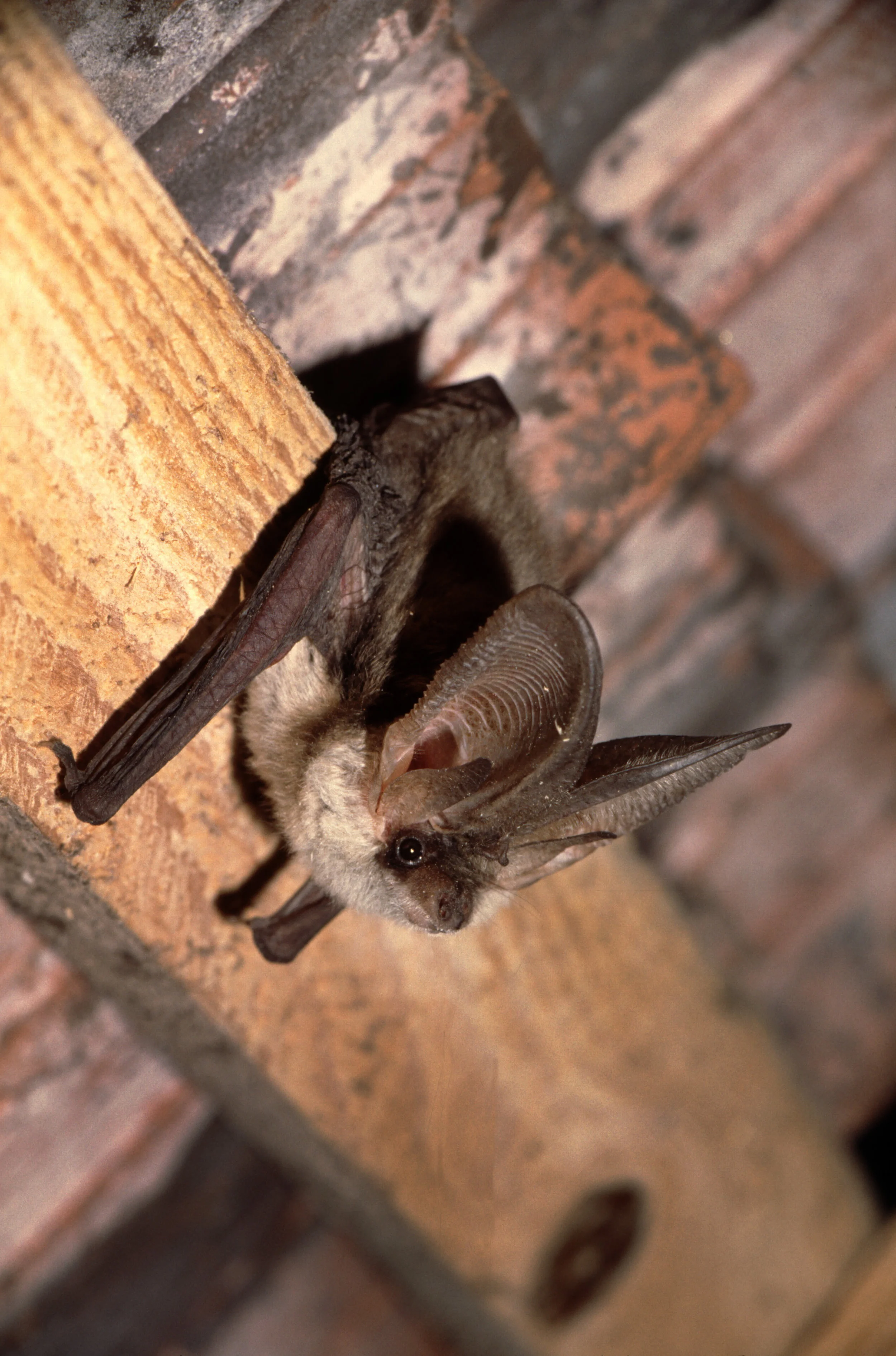 Graues Langohr ( Plecotus austriacus ), kommt im Aargau nur noch in den Hochstammgärten des Juraparks vor. Foto: Oekovision GmbH, Widen