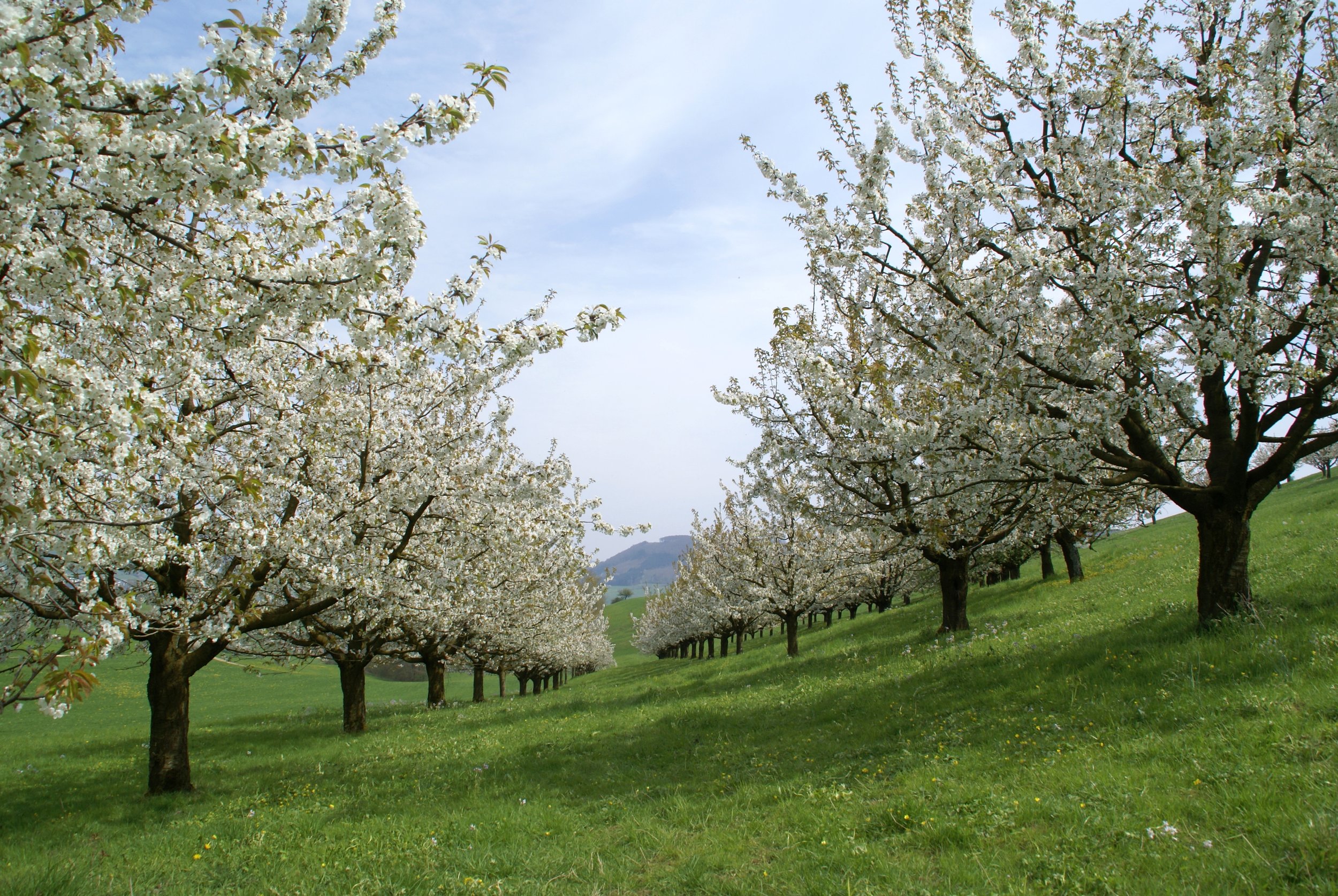 Traditioneller Kirschen-Hochstammgarten. Foto: Jurapark Aargau