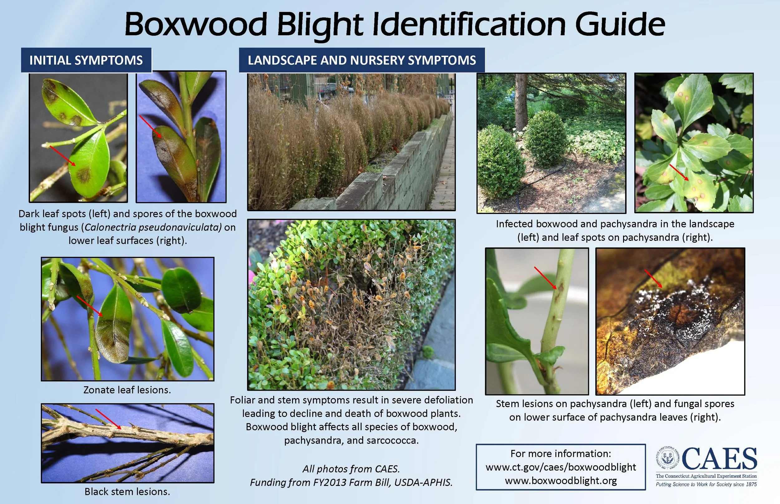 The Connecticut Agricultural Experiment Station put together a great visual guide for diagnosing boxwood blight (click to see larger).