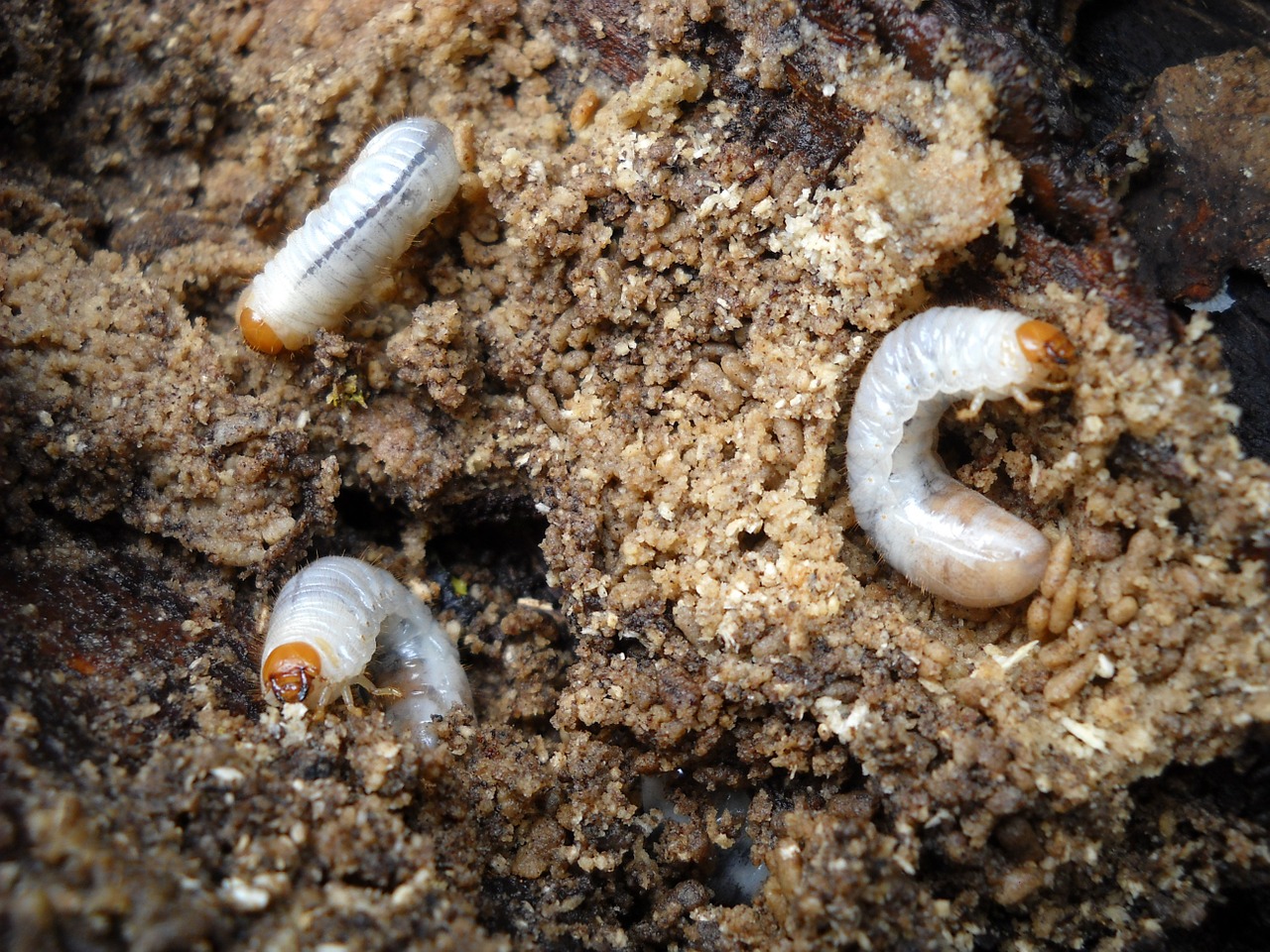 grubs-1311692_1280.jpg