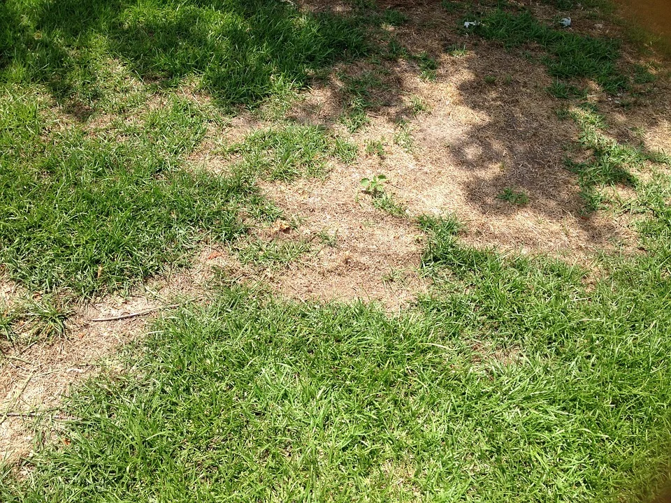 grass-375631_960_720.jpg