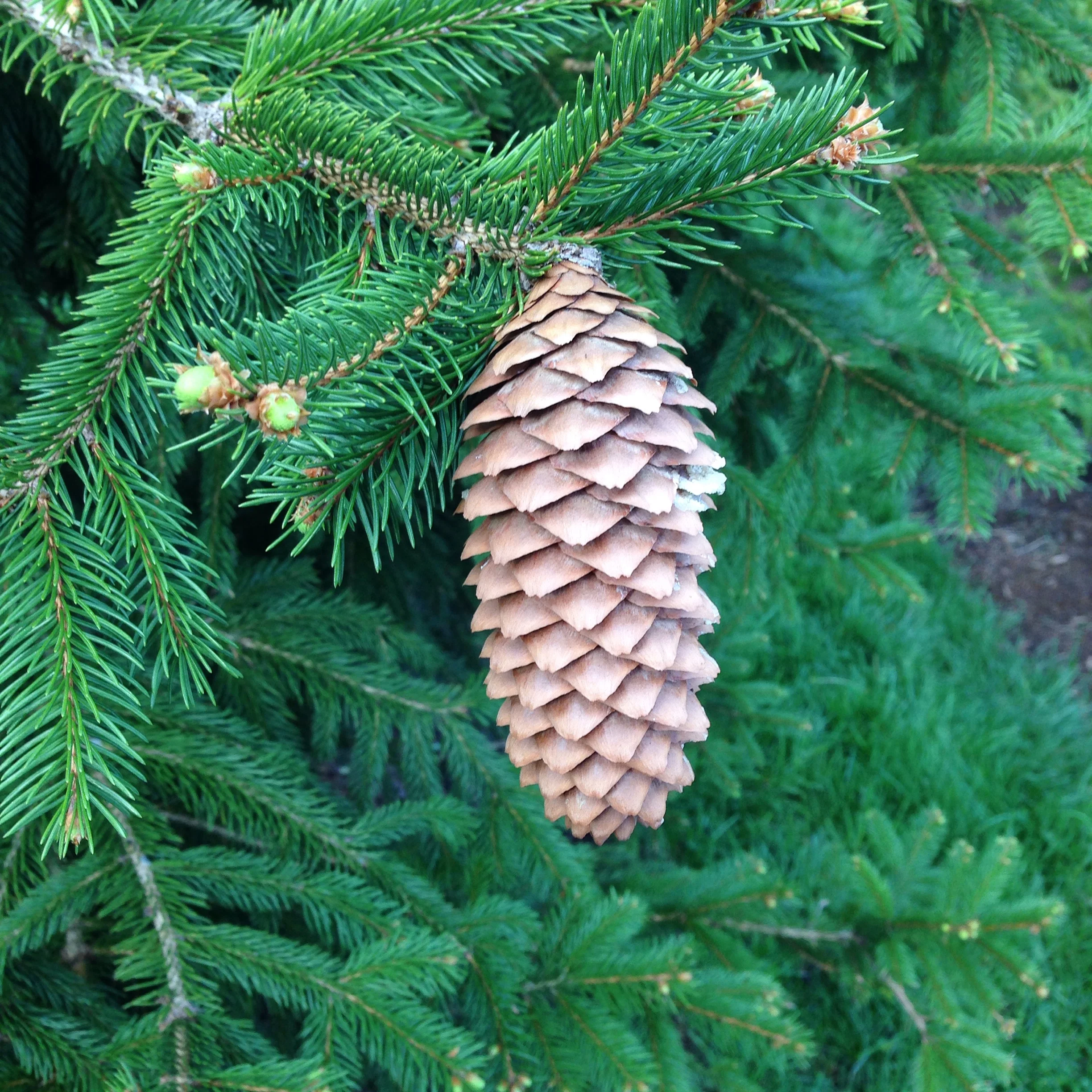 norway spruce.jpg